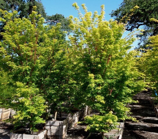 Acer palmatum 'Sango Kaku' - Boething Treeland Farms