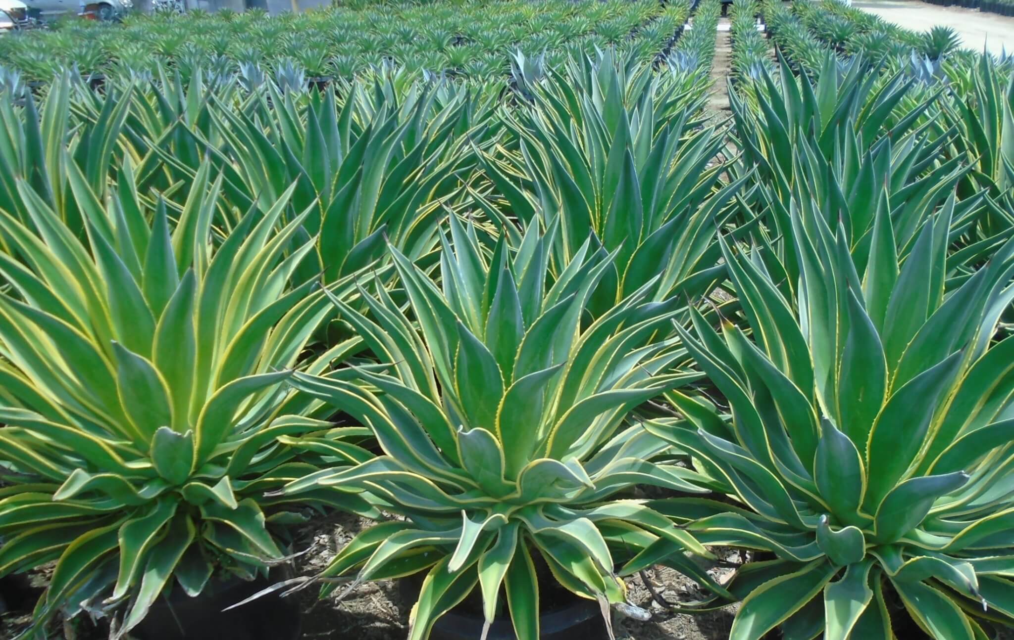 Is Agave Safe For Babies At Brian Dunn Blog