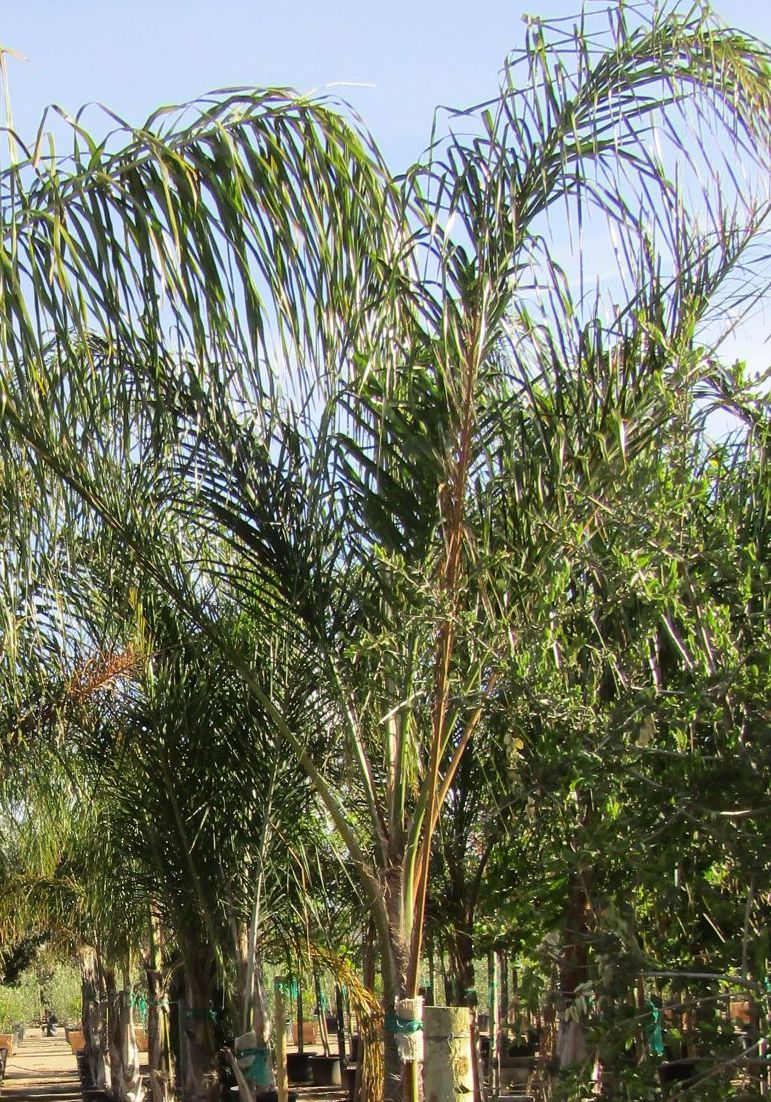Cocos plumosa (Syagrus romanzoffiana) - Boething Treeland Farms