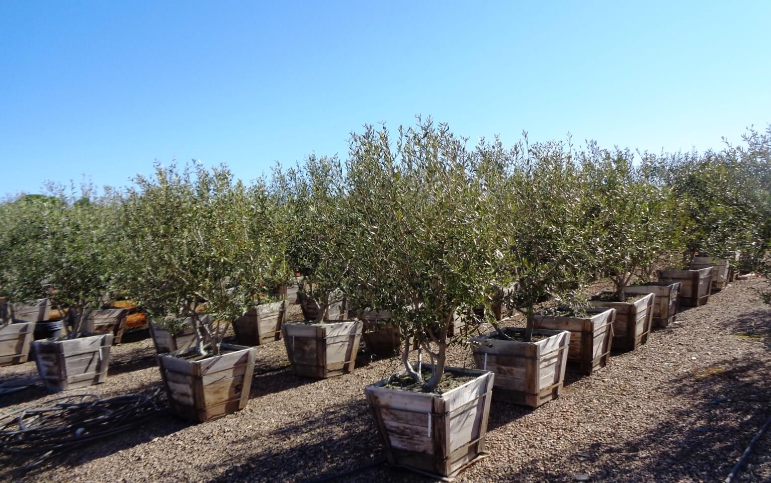 Manzanillo Olive Tree