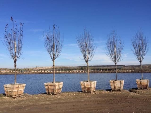 Prunus cerasifera 'Krauter Vesuvius' - Boething Treeland Farms