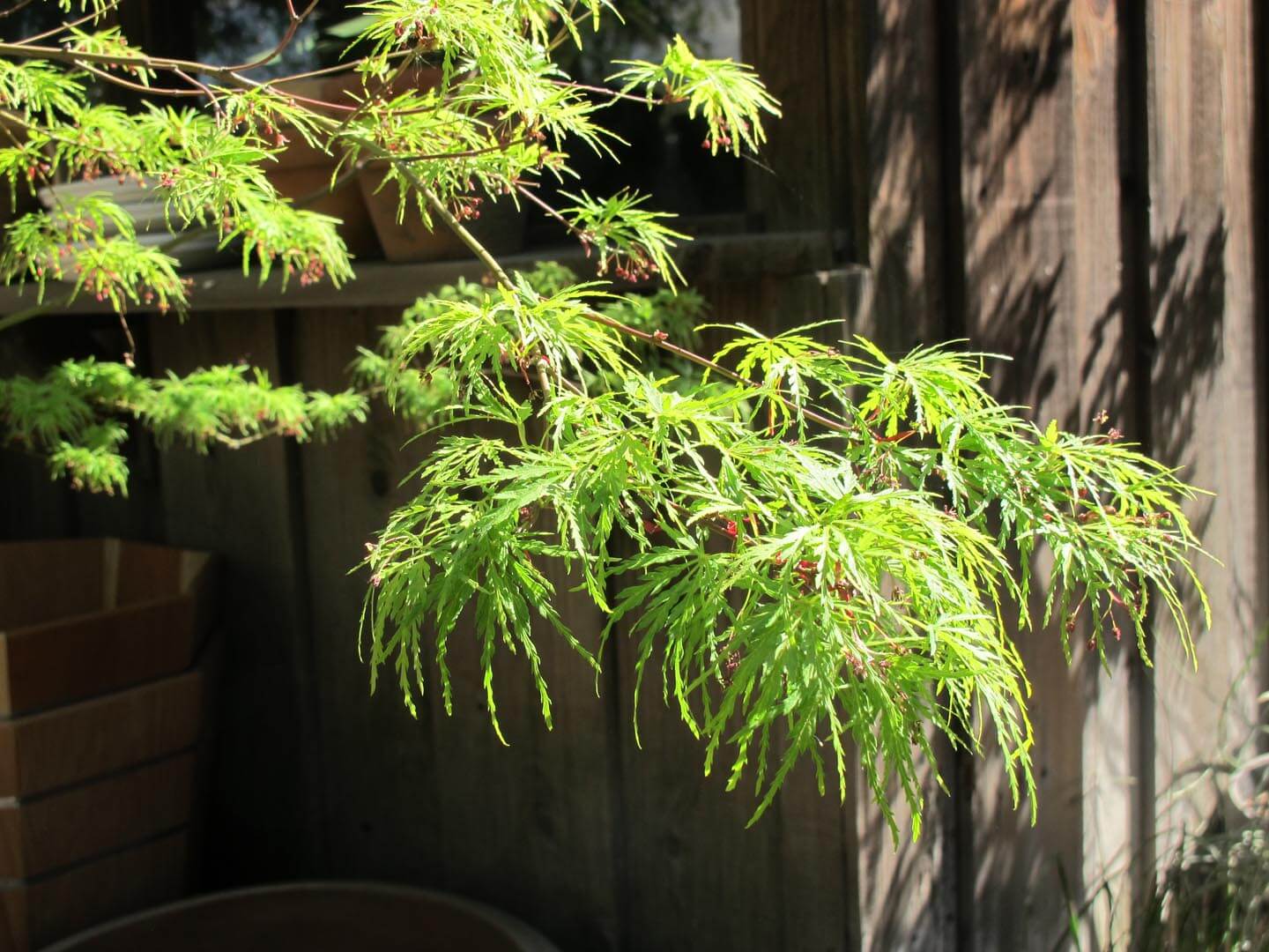 The only upright Japanese Maple with a dissected leaf, its youthful sweepin...