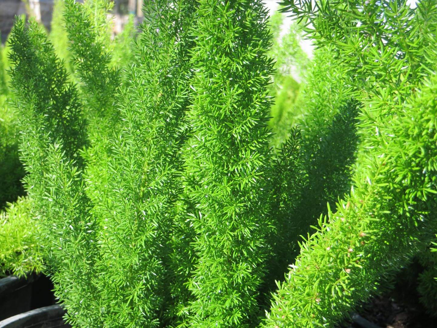asparagus densiflorus 'myers' - boething treeland farms