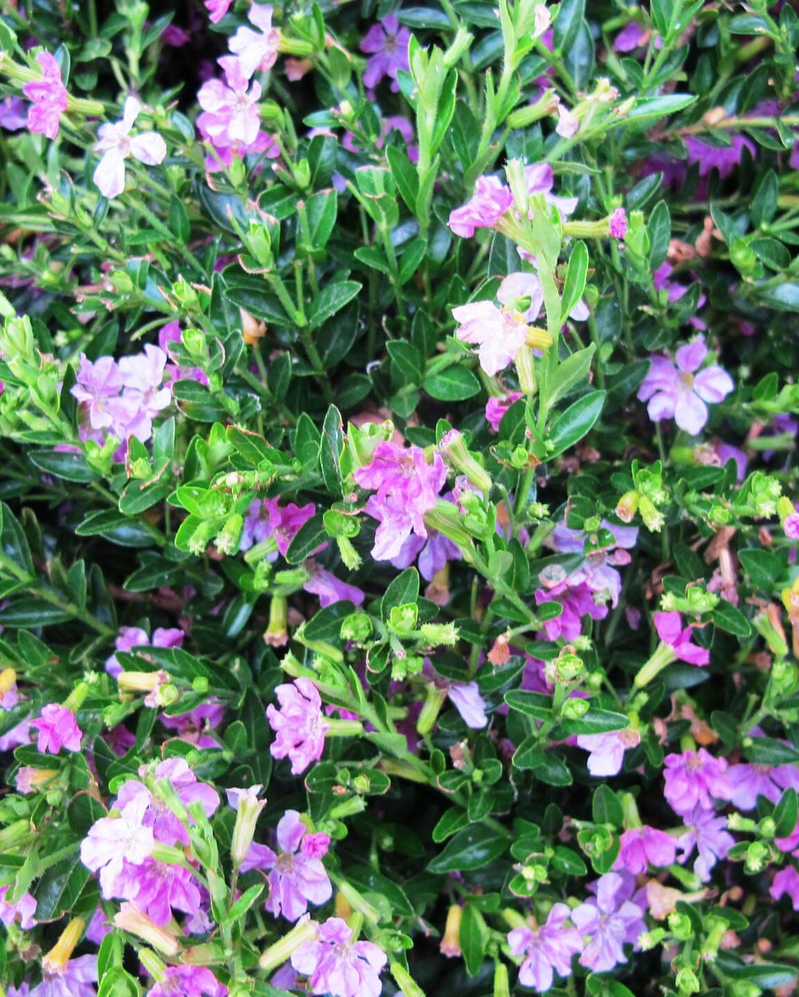 Cuphea hyssopifolia Boething Treeland Farms
