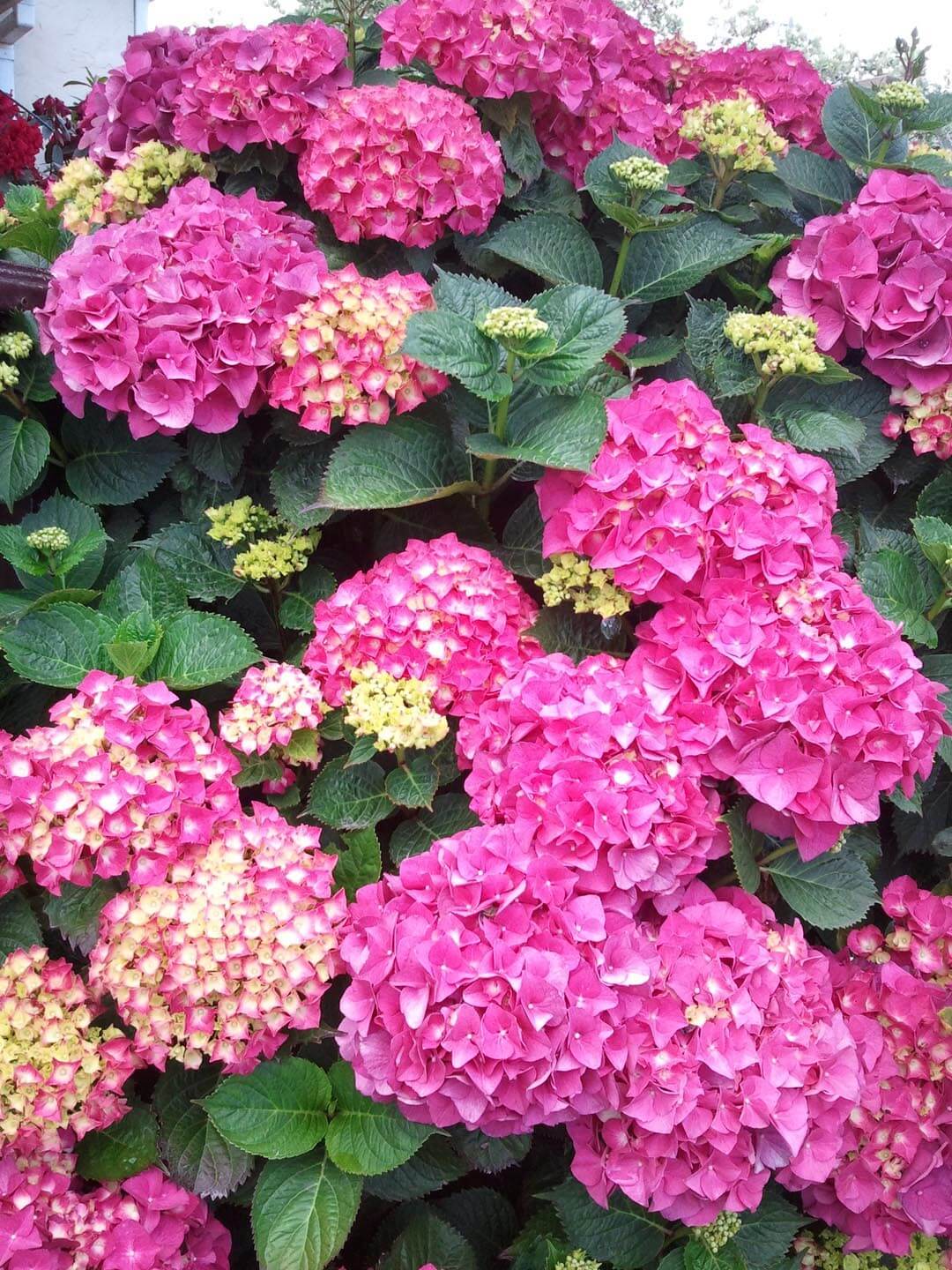 Image of Hydrangea macrophylla pink hydrangea