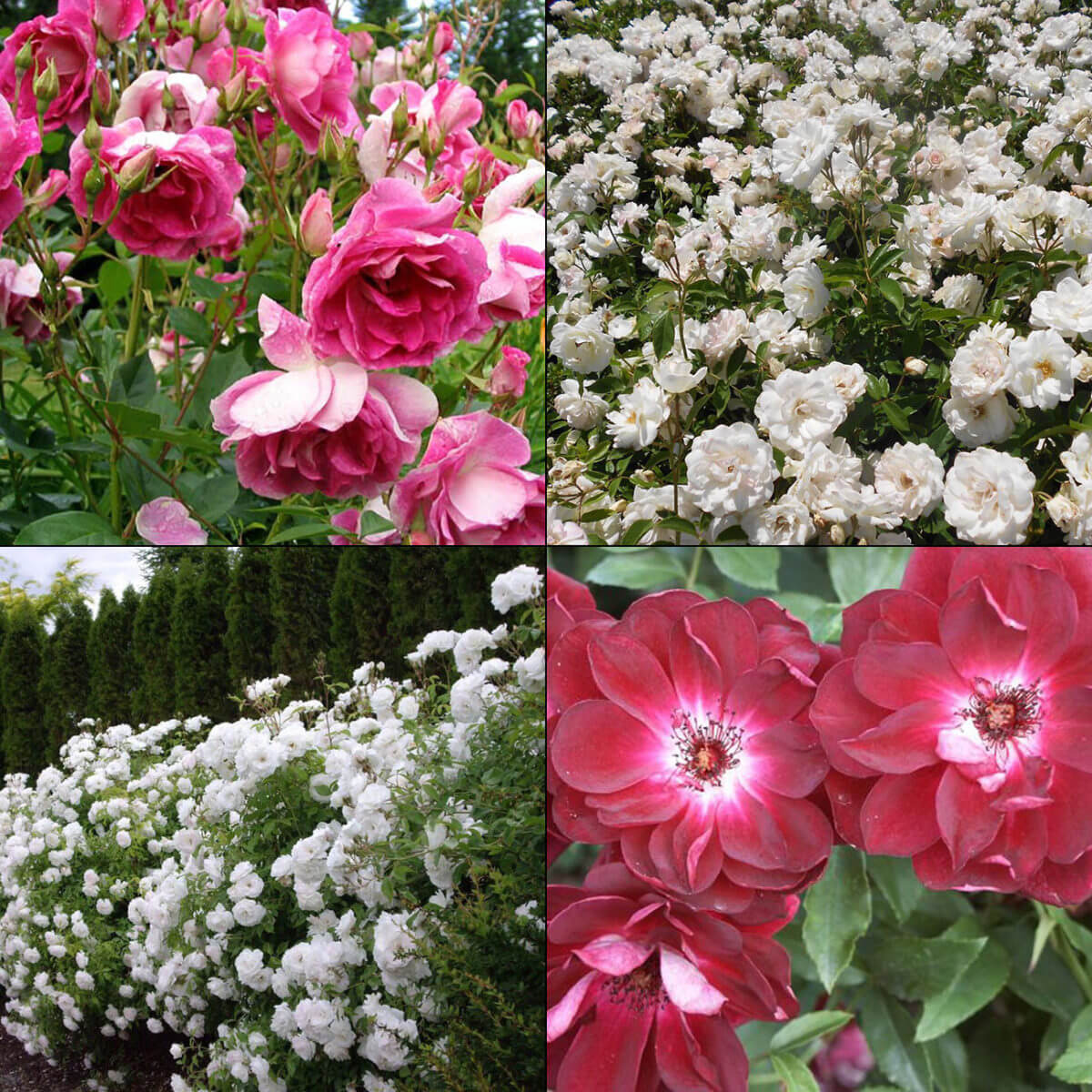 Roses - Boething Treeland Farms