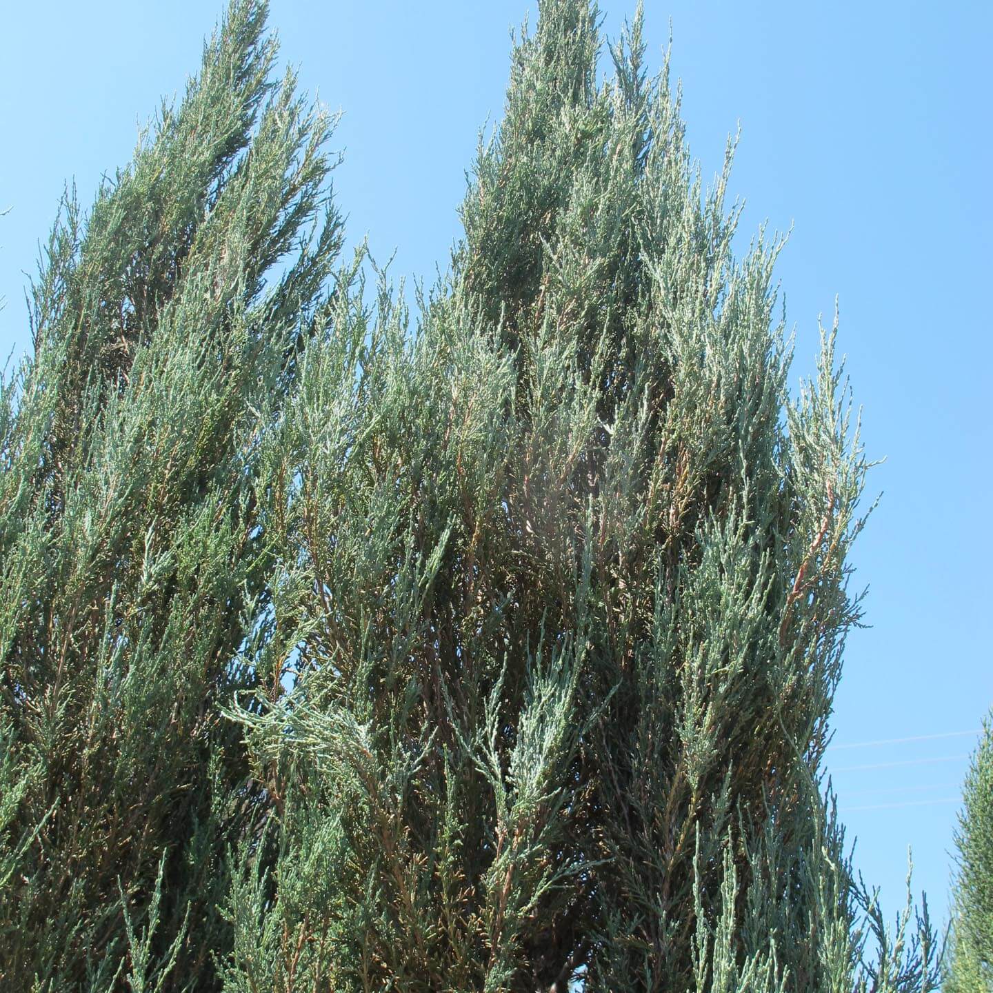 full grown skyrocket juniper