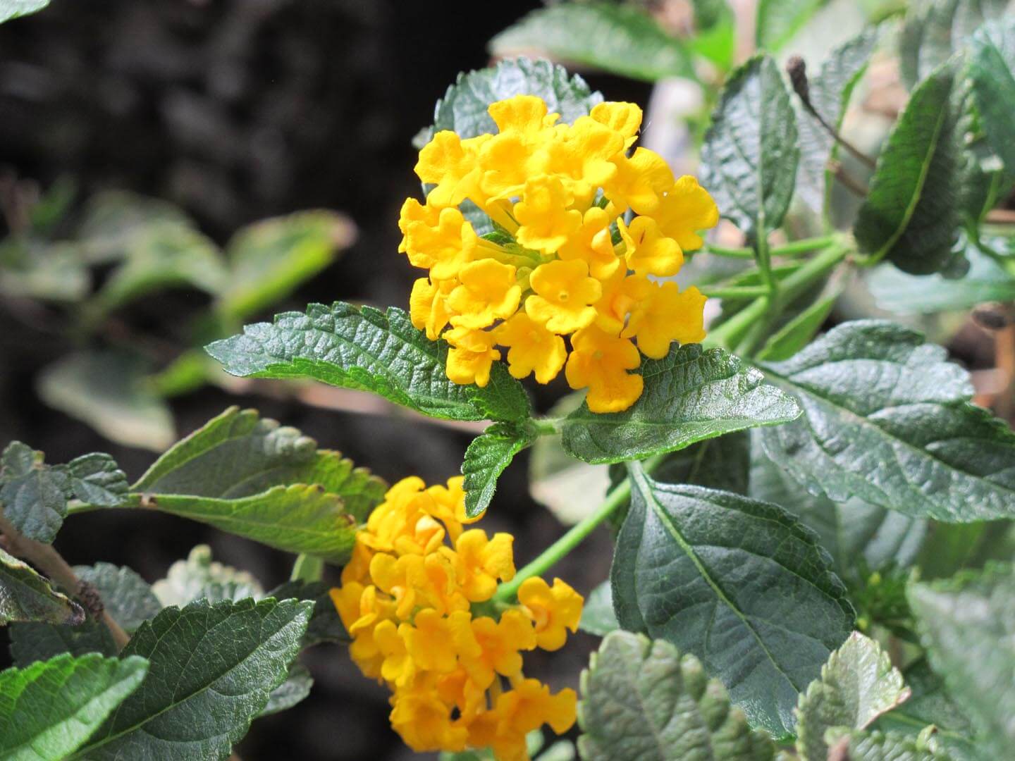 Lantana is a hanging plant originating from the continental United States in the tropics.