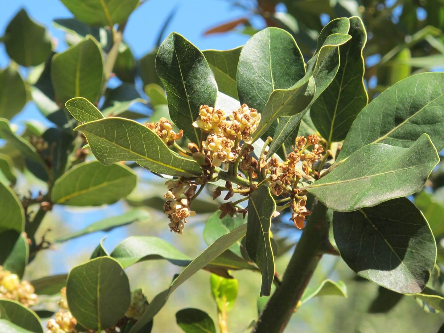 Laurus 'Saratoga'  Boething Treeland Farms
