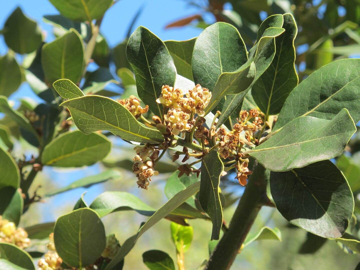 Laurus 'Saratoga' - Boething Treeland Farms