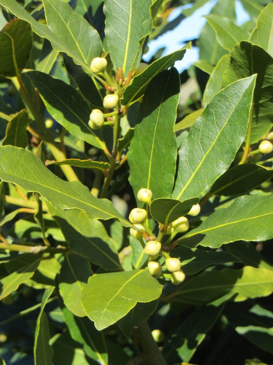 Laurus nobilis  Boething Treeland Farms
