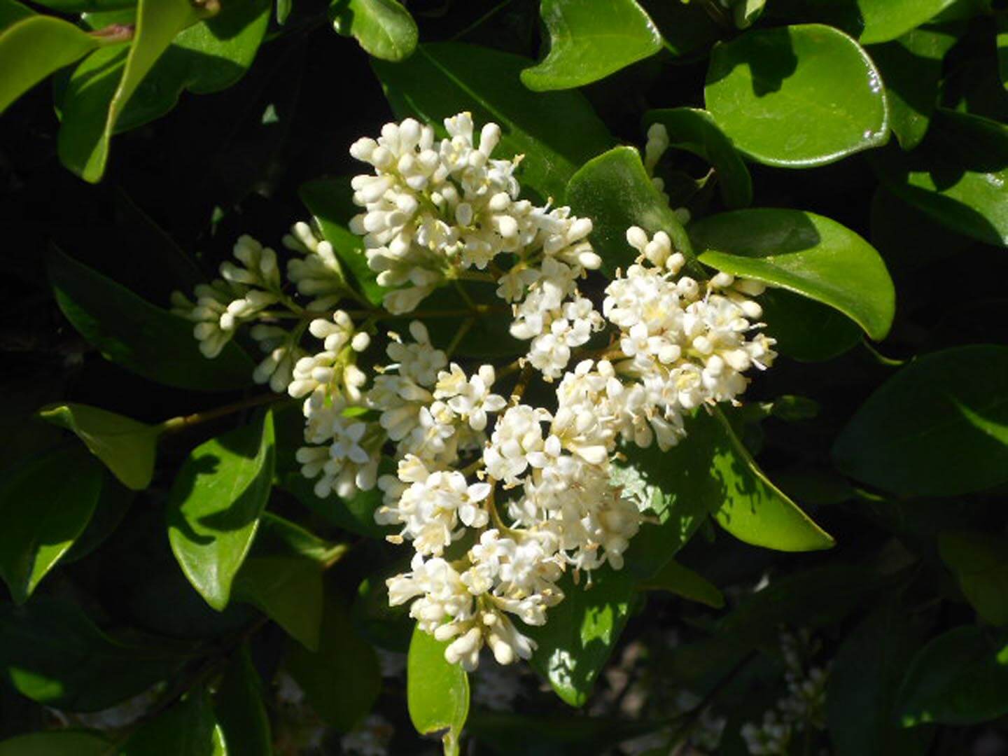 Ligustrum japonicum 'Texanum' - Boething Treeland Farms.