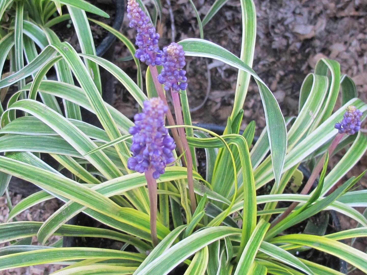 Miniature garden flowers Muscari Handmade