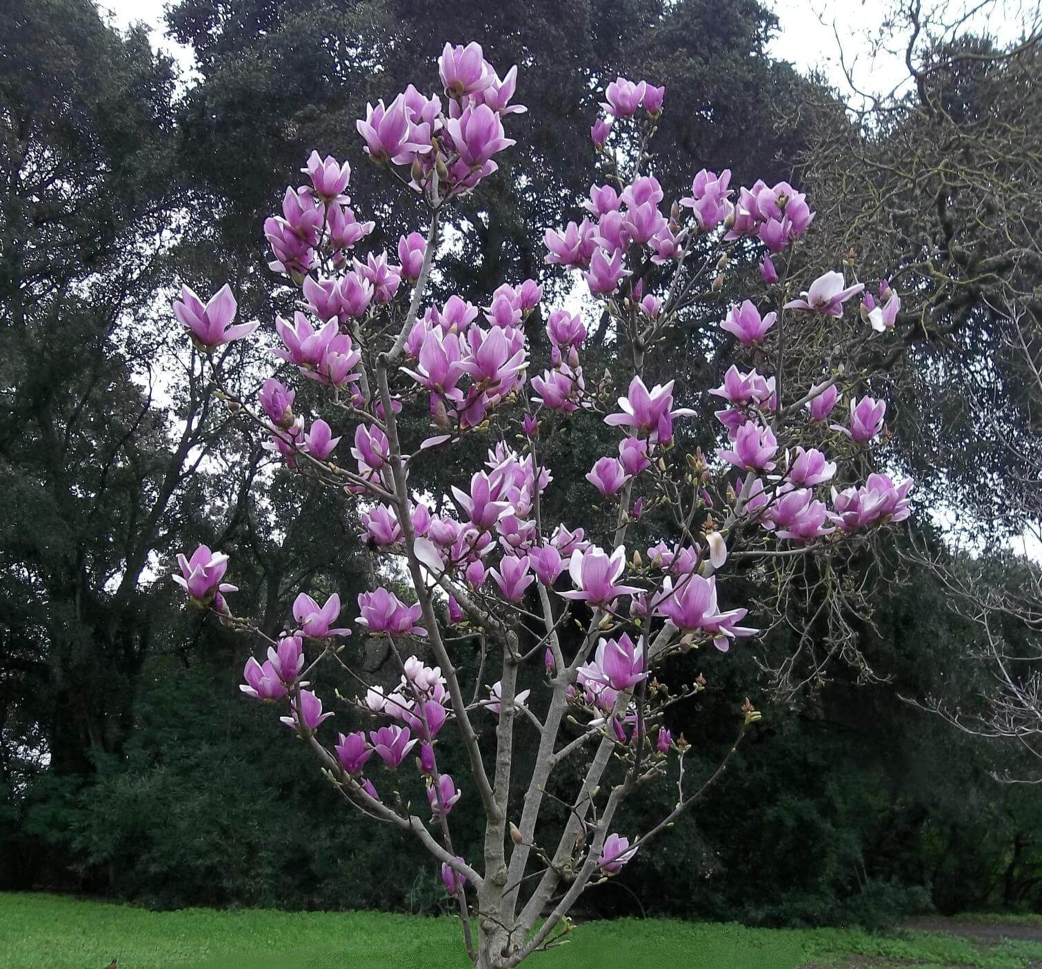 Magnolia soulangeana 'Alexandrina'   Boething Treeland Farms