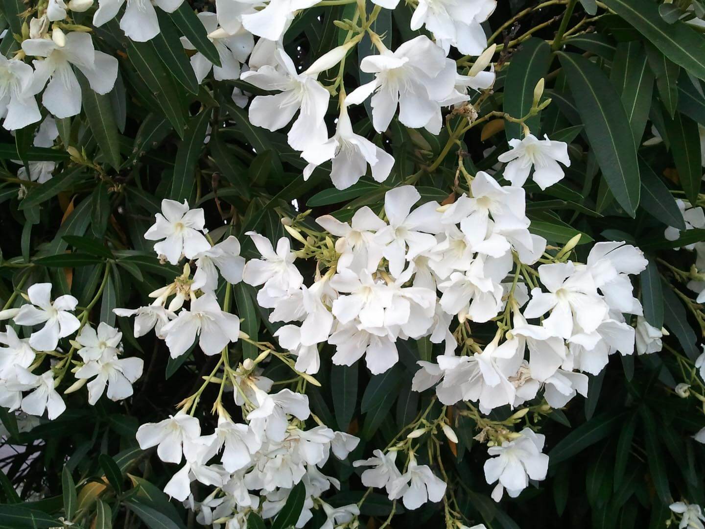 Nerium oleander 'White' - Boething Treeland Farms