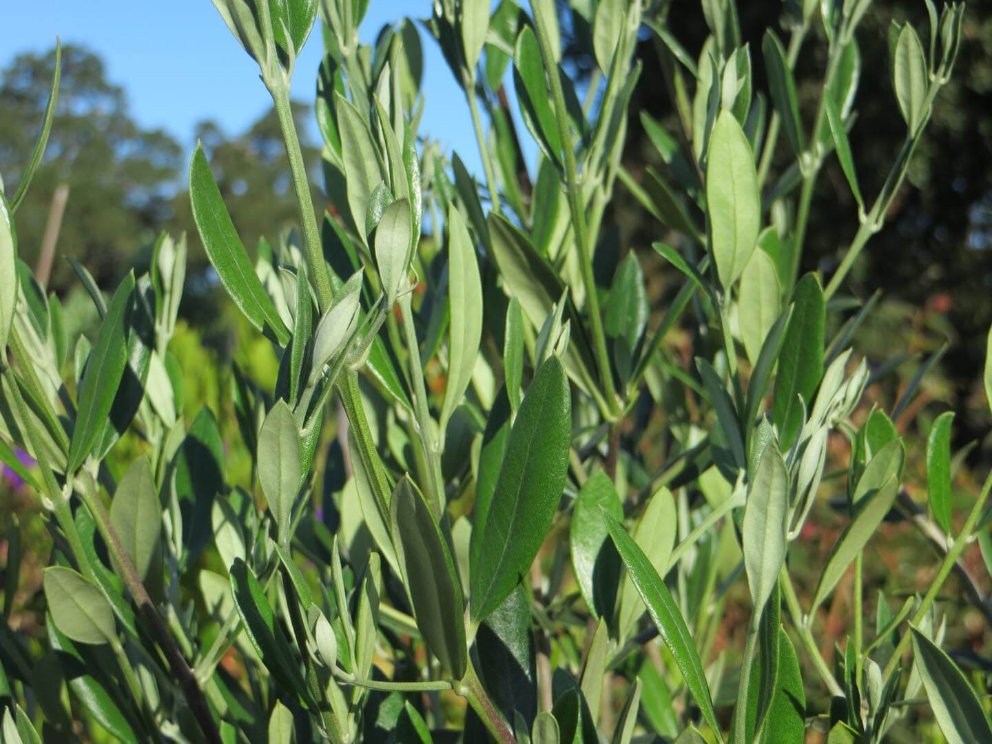 Olea Europaea Wilsonii Low Fruiting Boething Treeland Farms