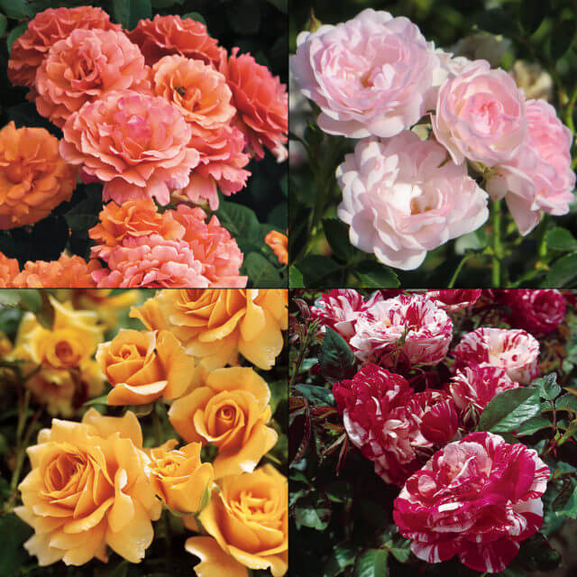 Roses Boething Treeland Farms