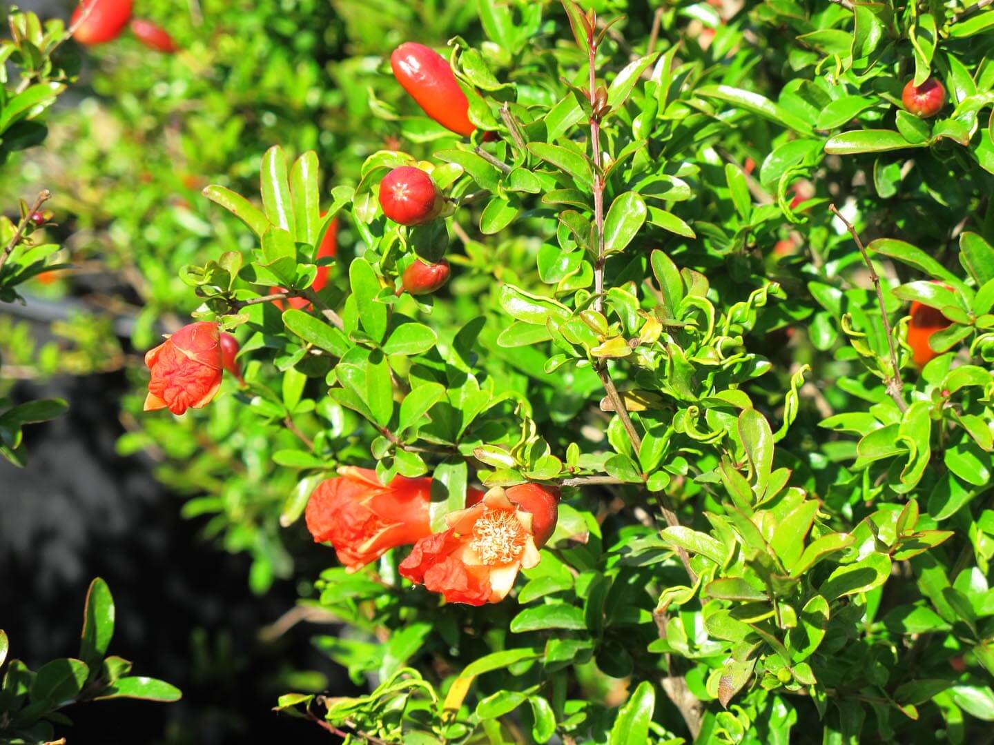 Punica granatum 'Nana' - Boething Treeland Farms.