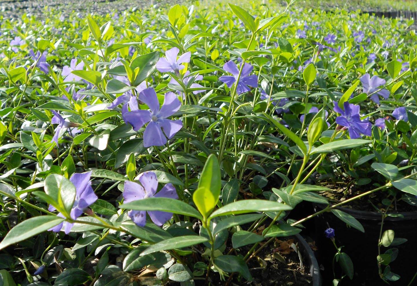 vinca minor vinca minor