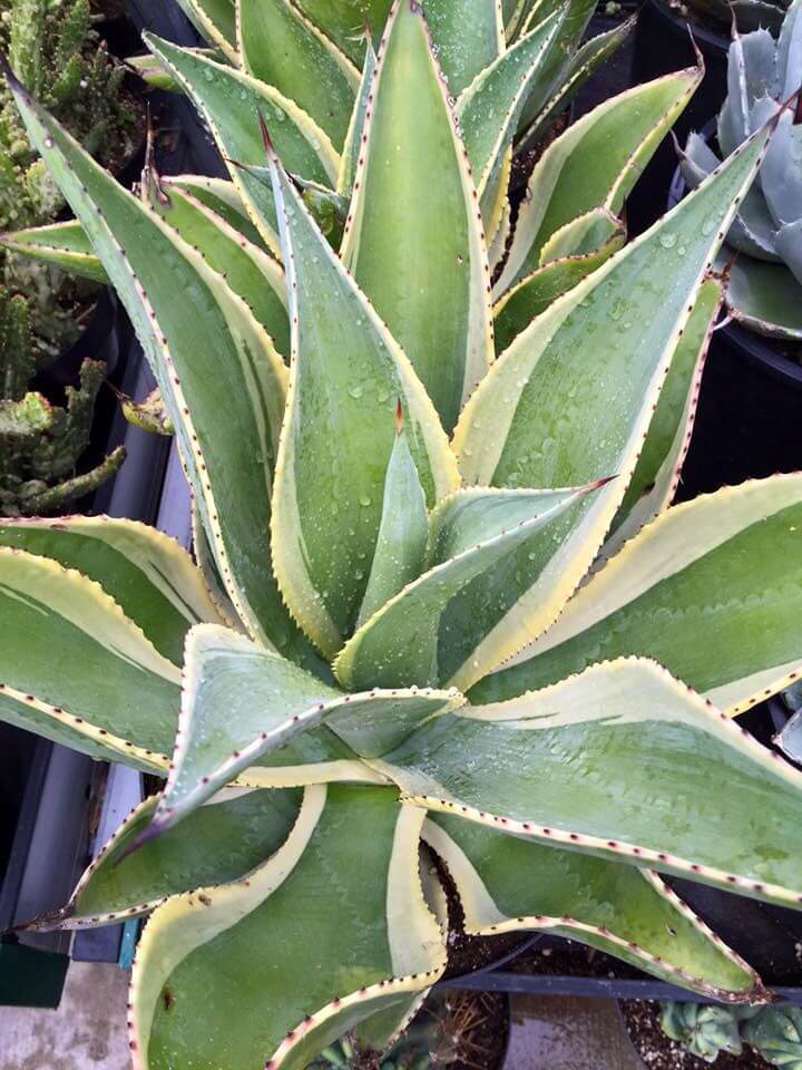 Agave celsii 'Variegata' - Boething Treeland Farms