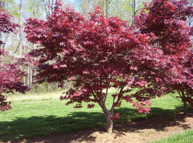 Acer palmatum 'Emperor 1' - Boething Treeland Farms