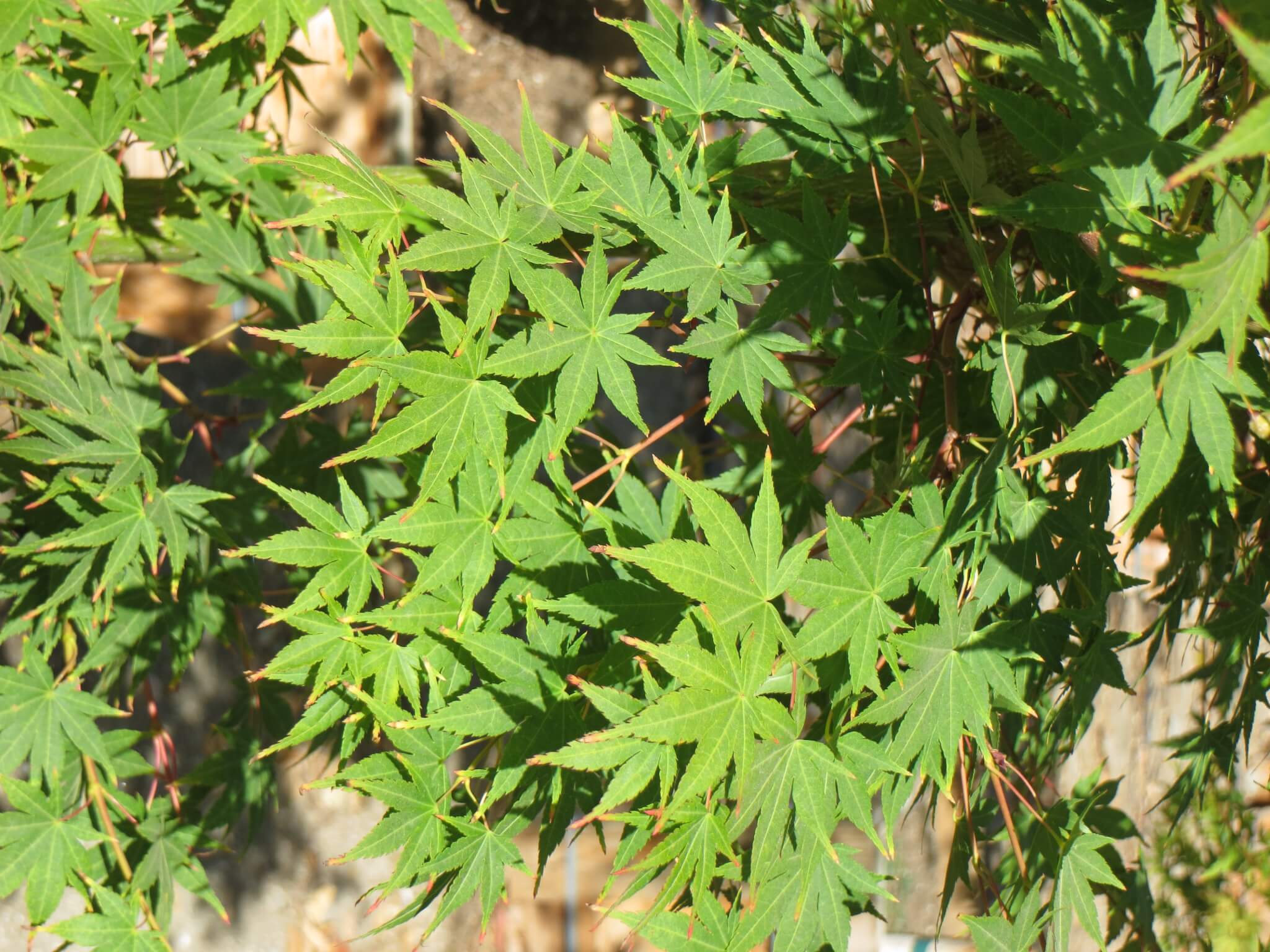 Acer Palmatum Sango Kaku Boething Treeland Farms