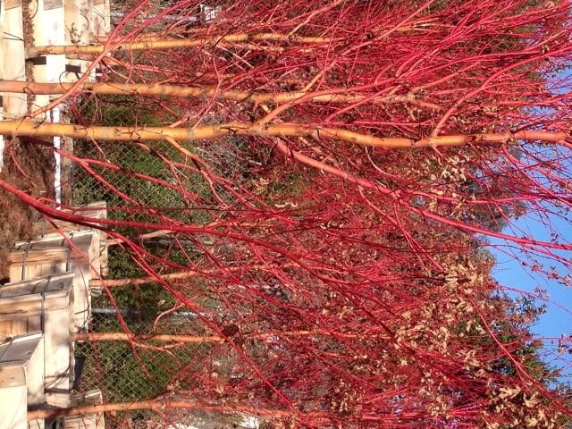 Acer Palmatum Sango Kaku Boething Treeland Farms Acer Palmatum Sango Kaku Boething Treeland Farms