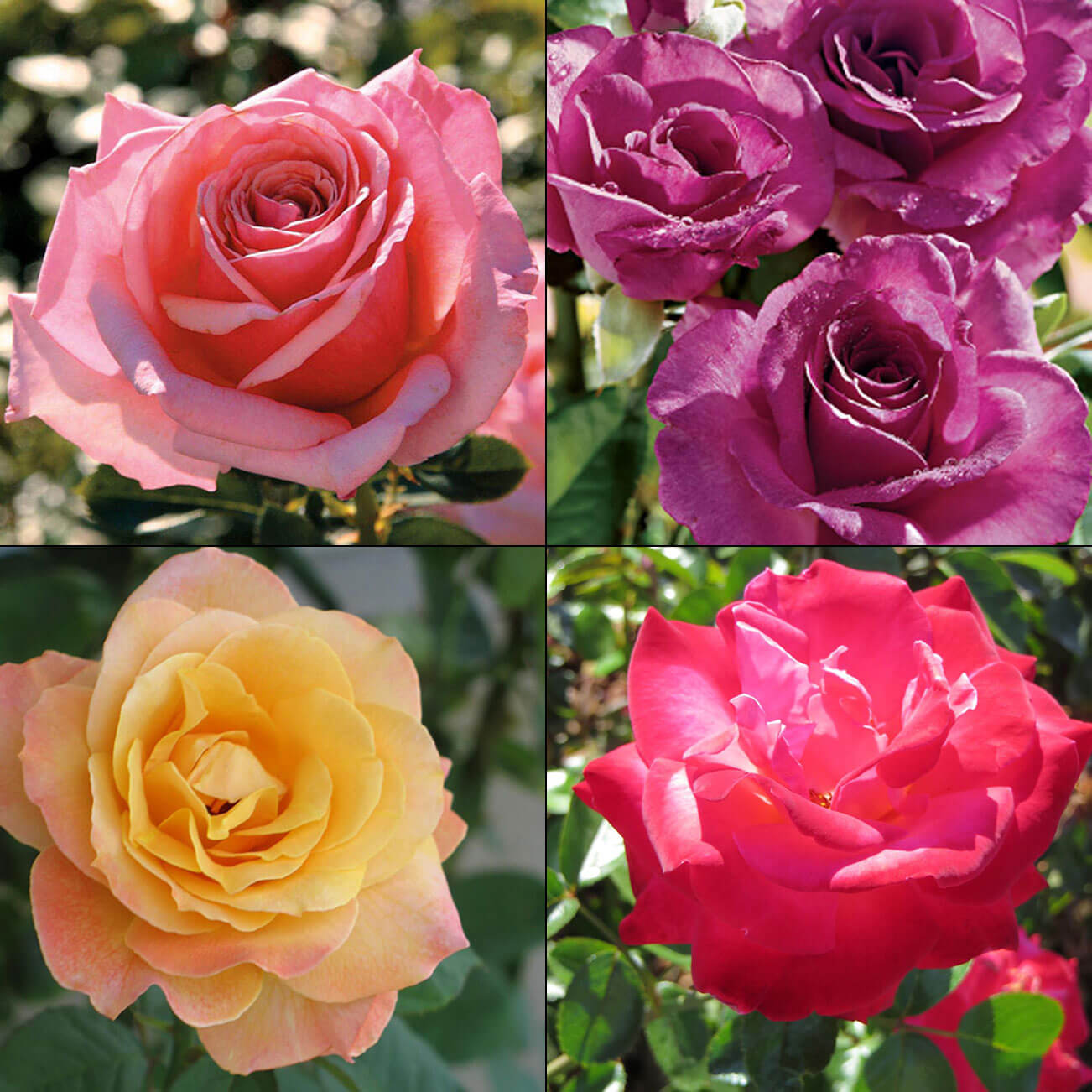 Rosa - Grandiflora Roses - Boething Treeland Farms