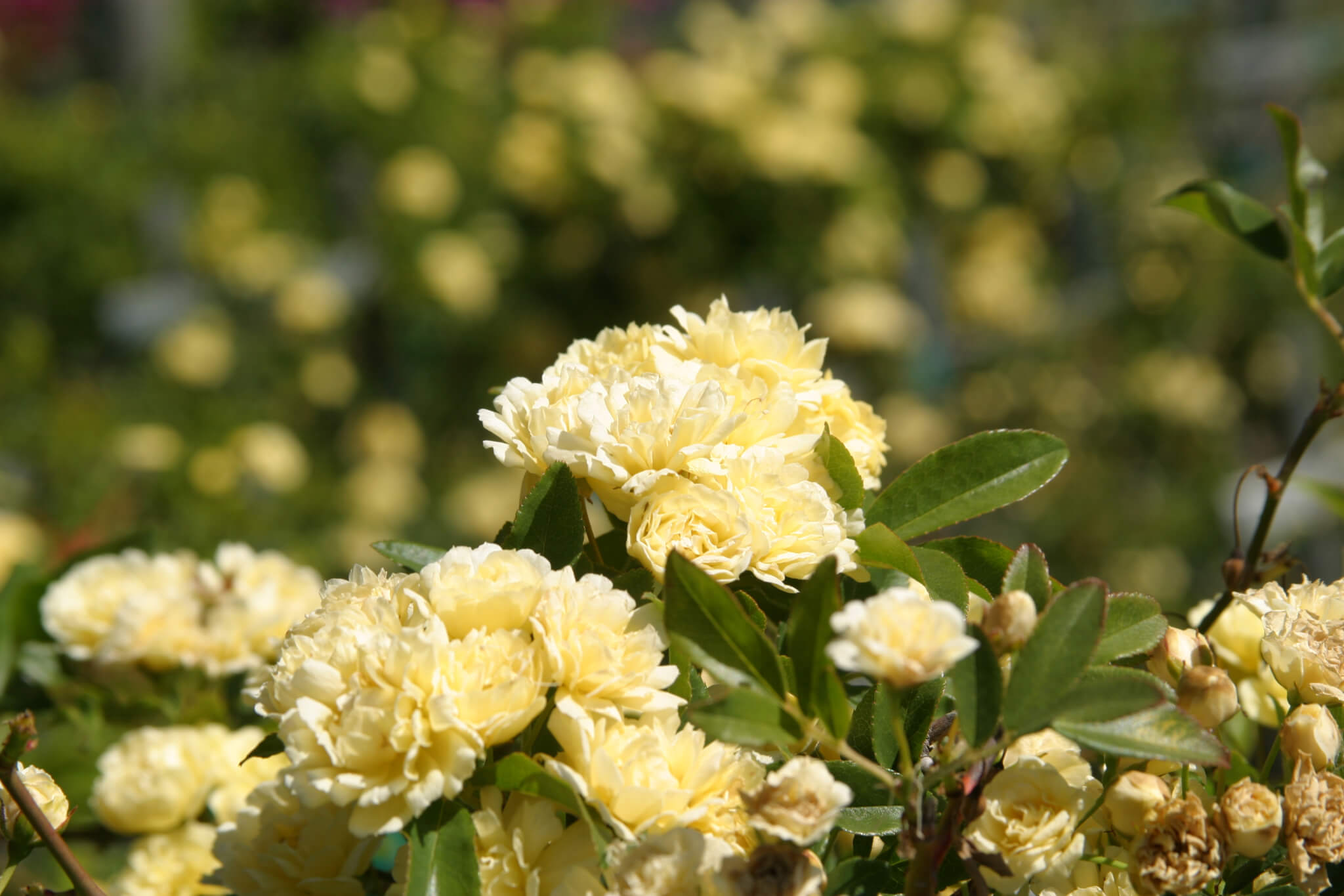 Rosa banksiae 'Lutea' Boething Treeland Farms