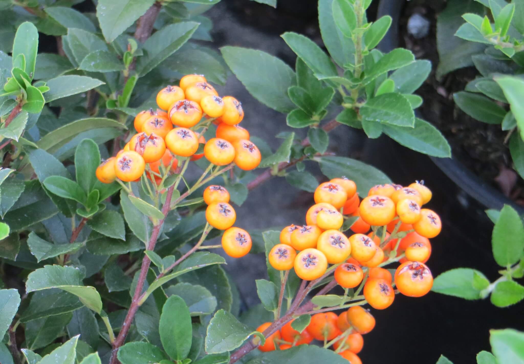 Pyracantha coccinea 'Lowboy' Boething Treeland Farms