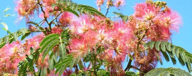 Albizia Julibrissin