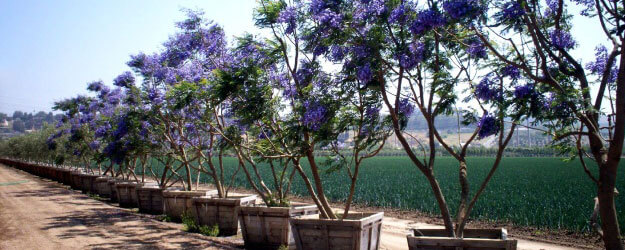 Row of Jacaranda Growing In Containers