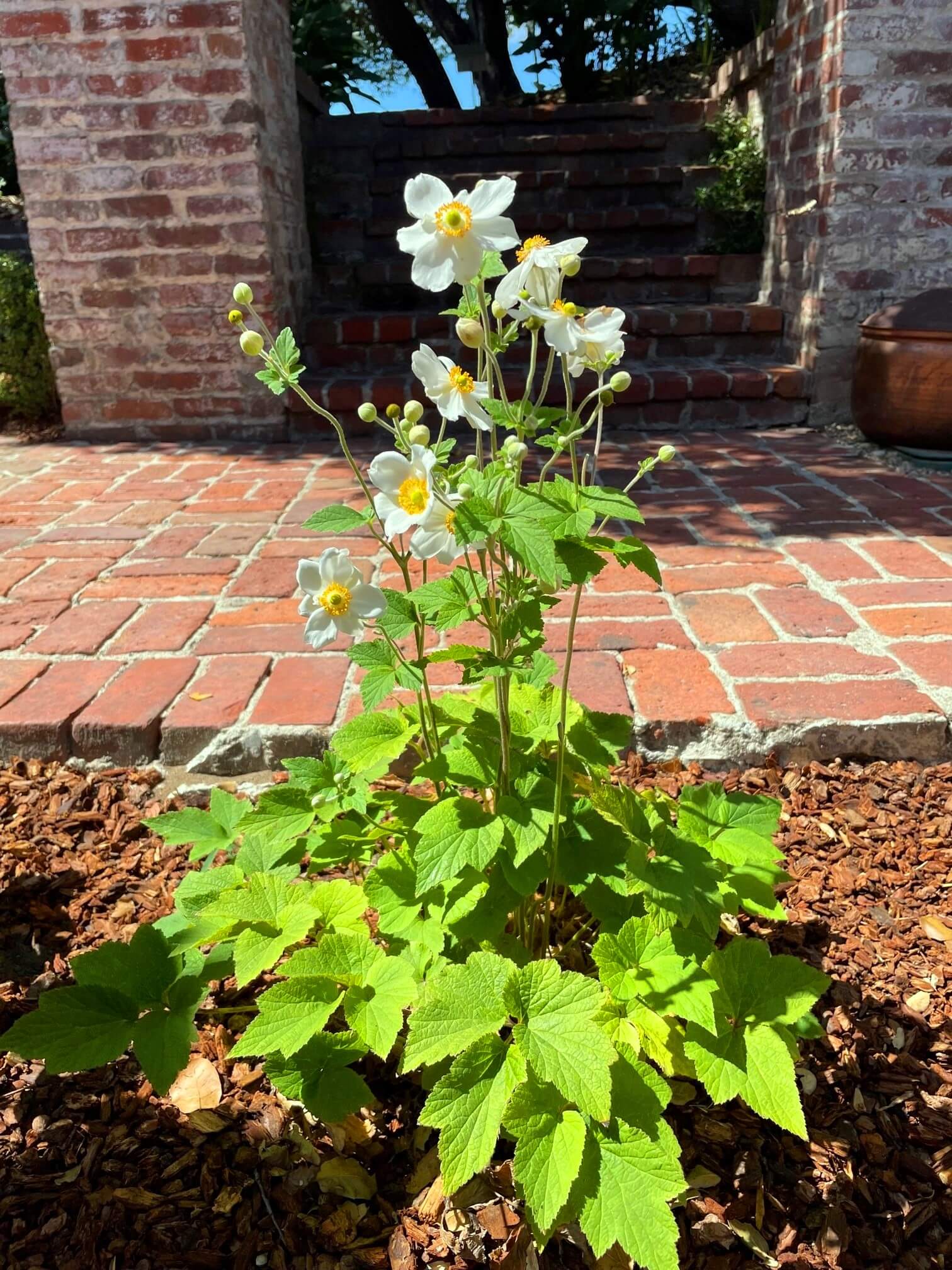 Anemone x hybrida 'Honorine Jobert' - Boething Treeland Farms