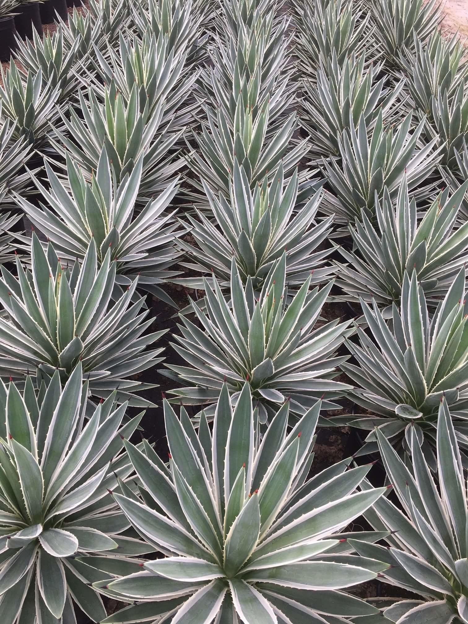 Agave angustifolia 'Marginata' - Boething Treeland Farms