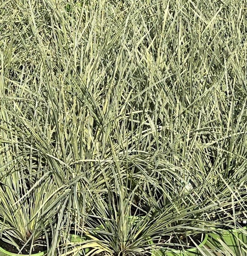 Lomandra longifolia Platinum Beauty™ ['Roma 13'] PP 25962 - Boething ...